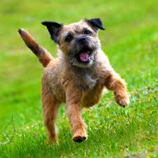 Image result for border teriér