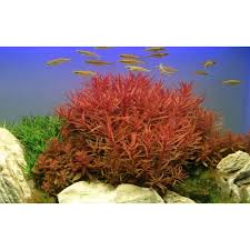 Image result for Nesaea crassicaulis