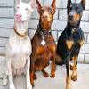 All puppies come vaccinated, micro chipped, de wormed, with registration we are offering the best quality great dane puppies you can find anywhere else. Https Encrypted Tbn0 Gstatic Com Images Q Tbn And9gcreoidpmydmugkly6cin4tzprom0dddlvojxqpaqolawlrzkrm7 Usqp Cau