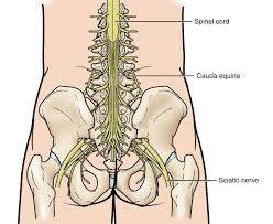 A membrane that attaches the stomach, small intestine, pancreas, spleen, and other organs to the posterior wall of the abdomen. Cauda Equina Syndrome Orthoinfo Aaos