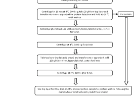 Dna To Rna Protein Flowchart Best Picture Of Chart