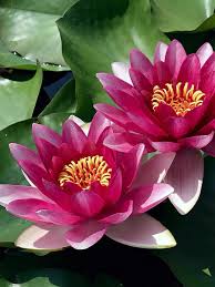 Image result for Lotus wildii