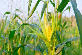 • corn is ripe when kernel moisture content is about 30%. When And How To Harvest Corn Gardener S Path