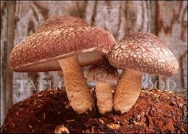 Image result for Lentinus edodes