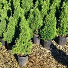The dwarf alberta spruce adds so much appeal to your property you will be shocked at how easy it is to care for! Dwarf Alberta Spruce Tree Shop With Plantsbymail Com
