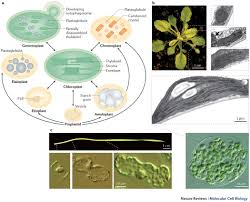 If you want to retrieve your user data from the platform that is no longer accessible, please contact techsupport@hmhco.com or 800.323.9239 and let us know that you're contacting us about user data extraction from eharcourtschool.com. Biogenesis And Homeostasis Of Chloroplasts And Other Plastids Nature Reviews Molecular Cell Biology