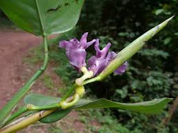 Image result for Hypselodelphys scandens