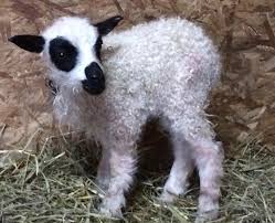 After about five months, a small next is the name of this kid, which is related to religion. What S The Difference Between A Lamb And A Goat Quora