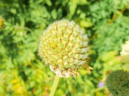 Image result for Cephalaria pungens
