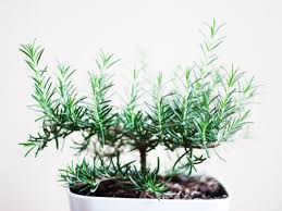 Image result for rosemary pruning
