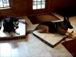 Maybe you would like to learn more about one of these? Comfortable Dog Beds By Alphapooch For German Shepherd Dogs Cat And Dog Beds Floppycats Youtube