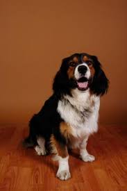 One of the common concerns about owning hardwood floors is that they will be scratched up by your pets. How To Prevent Dog Scratches On Hardwood Floors