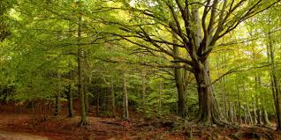 Resultado de imagen de parc montseny