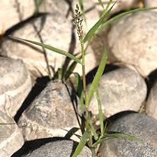 Image result for Eragrostis rogersii