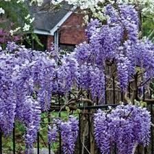 Blue Moon Reblooming Wisteria Plant Wisteria Plant Spring Hill Nursery Wisteria