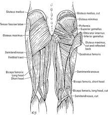 These muscles include the gluteus maximus muscle (the largest muscle in the body) and the hamstrings group, which consists of the biceps femoris, semimembranosus, and semitendinosus muscles. The Thigh Muscles Dummies