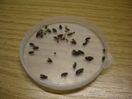 Woodworm Hunters House Beetles Woodworm Beetle