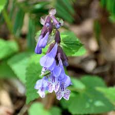 Image result for Tetradenia urticifolia