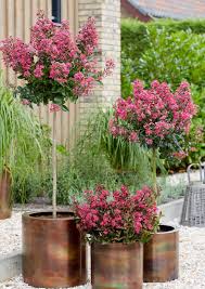Image result for Lagerstroemia
