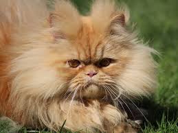 Aceasta este un animalut neobisnuit, avand un aspect salbatic aceasta este una dintre cele mai rare rase, fiind creata prin incrucisarea unei pisici domestice cu una din jungla. Pisica Din Rasa British Shorthair 500 1 500 Top 10 Cele Mai Scumpe Rase De Pisici Din Lume Persian Cat Cats Persian Cat White