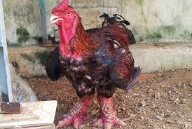 Sabung ayam online terpercaya memiliki keuntungan yaitu anda bisa mengisi waktu kosong anda jika anda bermain taruhan sabung ayam online ini , bukan hanya memperoleh kemenangan saja tapi. Sabung Ayam Ayam Termahal Di Vietnam Agen Sabung Ayam Dan Agen Bola Terpercaya