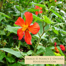 Image result for Pavonia rogersii