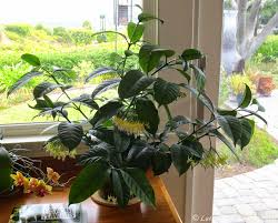 Image result for hoya multiflora