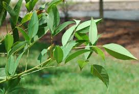 Image result for Erythrina crista-galli