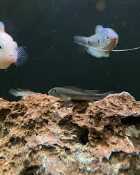 Image result for Heteromorpha sp. agg.