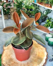 Kalanchoe Cynamonowy Niedzwiedz Kalanchoe Orgyalis Succulents Plant Lover Indoor Plants