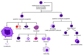 Maybe you would like to learn more about one of these? Krevni Obraz Wikiskripta