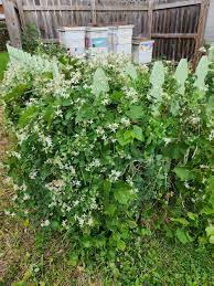 Image result for Clematis commutata