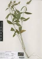 Image result for Justicia flava