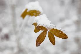 How does frost cause damage to plants? How To Protect Your Garden From Snow