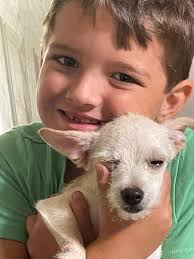 Loveless Dog and Horse Rescue