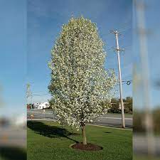 The tubular root system of the oleander tree is extremely aggressive growing and should not be planted near the house or near a sewer line. Cleveland Pear Tree B B 2 Caliper Alsip Home Nursery