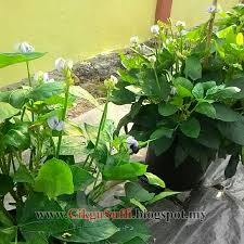8 cara menanam kacang panjang agar hasilnya optimal #caramenanamkacangpanjang#ciptaalami. Kacang Panjang Renek Hari Ke 39 Cikgu Suffi Cs