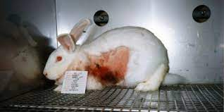 In 1998, the then labour government used its own legislation as an example as it sought to get the practice of animal testing on cosmetics . Avaaz Eu Take The Cosmetic Torture Ban Global