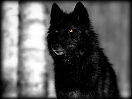 black wolf wallpapers top free black