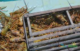 Lobster traps for sale helps fishing communities boost profits, hence improving their lives. Lobsters Belize Animals Caribbean Critters