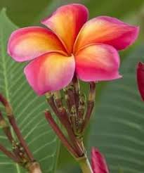 Image result for Pterodiscus aurantiacus