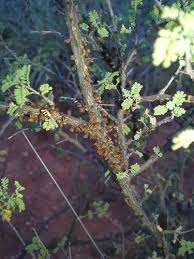 Image result for Apodanthaceae