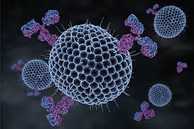 Get the latest hamburg sv news, scores, stats, standings, rumors, and more from espn. A New Herpes Vaccine Leaves No Trace Of Infection Or Disease Penn Today
