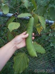 Image result for Canavalia gladiata