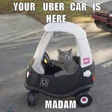 It S Your Uber Driver Cats Serval Kitten Crazy Cats