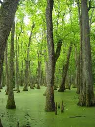 100 mississippi images mississippi natchez mississippi travel pinterest