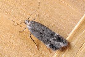 Image result for Bryotropha similis