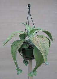 Hanging Baskets Kalanchoe Gastoni Bonerii Planting Succulents Succulent Garden Design Hanging Plants Indoor