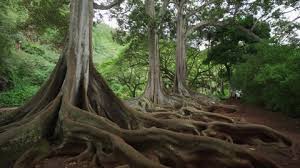 Instead, they have a shallow root system that rarely goes more than 12 feet underground but can extend up to 100 hundred feet outward, forming a network of connected root systems with other trees. Tree Roots Stock Video Footage 4k And Hd Video Clips Shutterstock