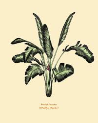 Drawing Bird Of Paradise Images Bird Of Paradise Botanical Art Prints Botanical Art Prints Botanical Art Bird Drawings